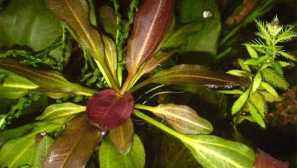 Echinodorus mali medvjed: uzgoj u akvariju